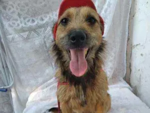 Cachorro raça SRD  idade 1 ano nome Pedro