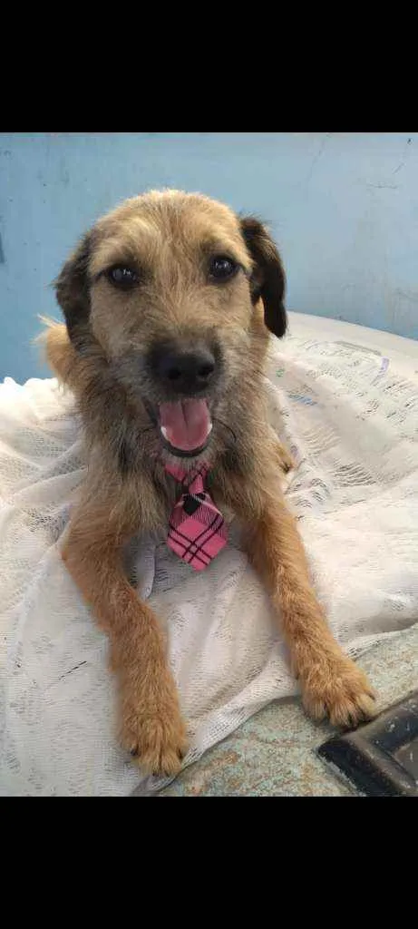 Cachorro raça SRD  idade 1 ano nome Pedro