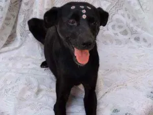 Cachorro raça SRD  idade 1 ano nome Lilica