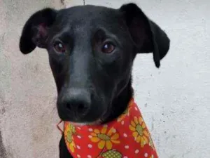Cachorro raça SRD  idade 2 a 6 meses nome Coração