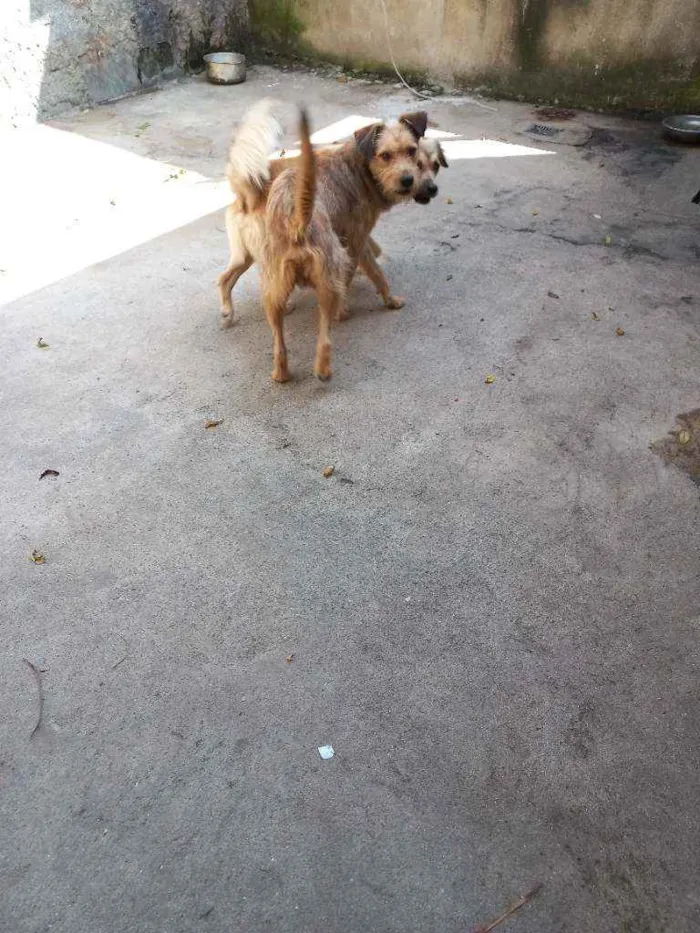 Cachorro ra a Vira lata idade 3 anos nome Marcho x betobem