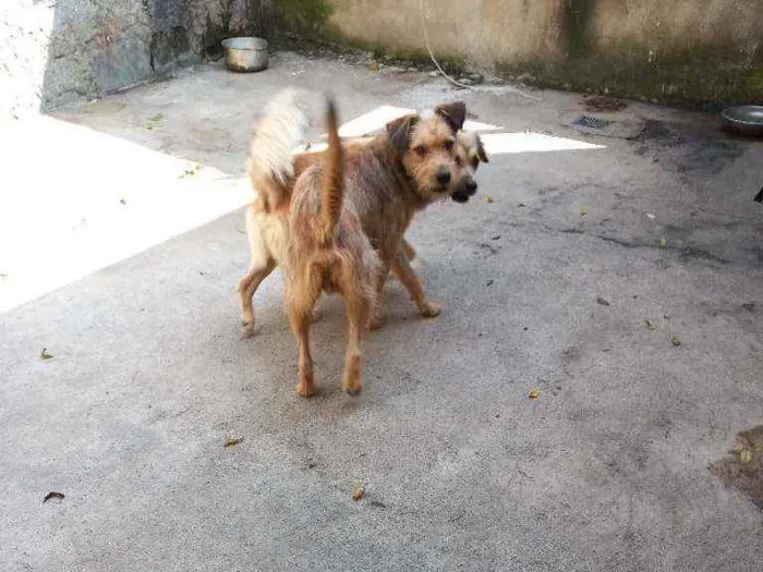 Cachorro ra a Vira lata idade 3 anos nome Marcho x betobem