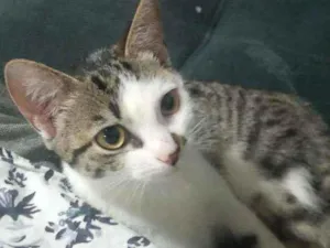 Gato raça  idade 2 a 6 meses nome Loquita