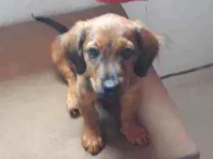 Cachorro raça Rottweiler com Basset  idade 2 a 6 meses nome Mel