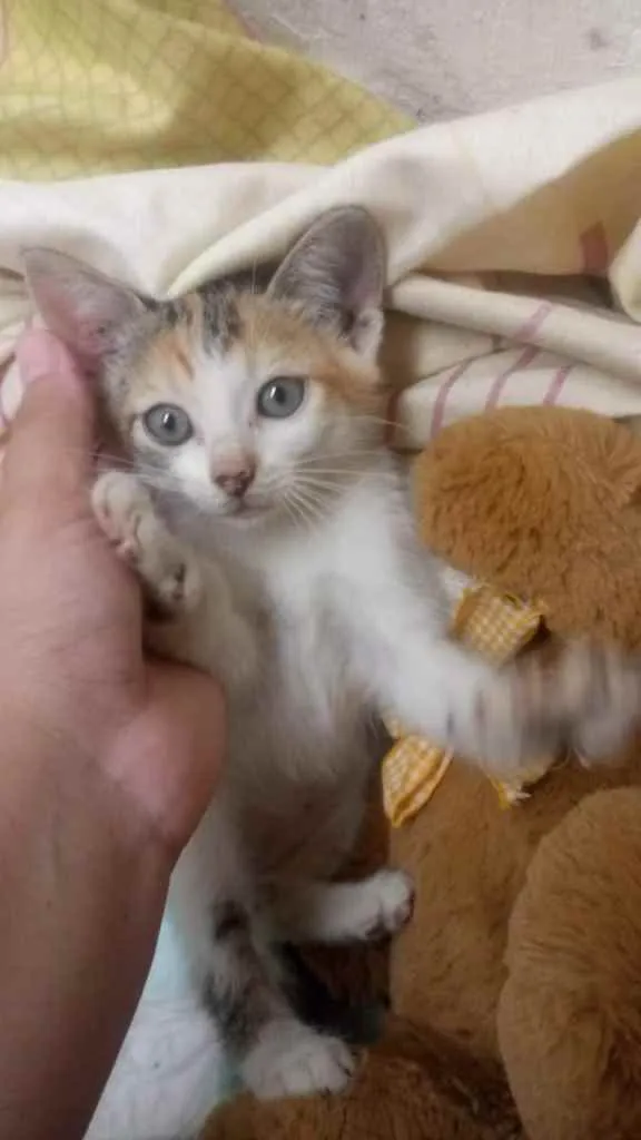 Gato ra a Não sei  idade Abaixo de 2 meses nome Safira