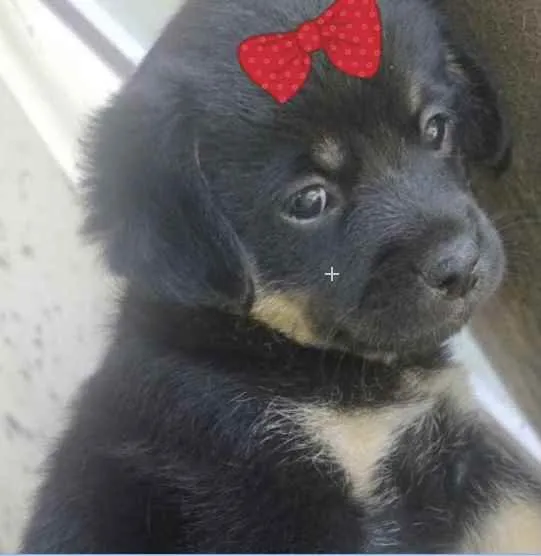 Cachorro ra a Mestiça  idade Abaixo de 2 meses nome Cacau 