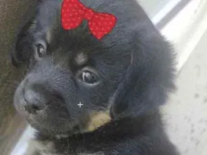 Cachorro raça Mestiça  idade Abaixo de 2 meses nome Cacau 