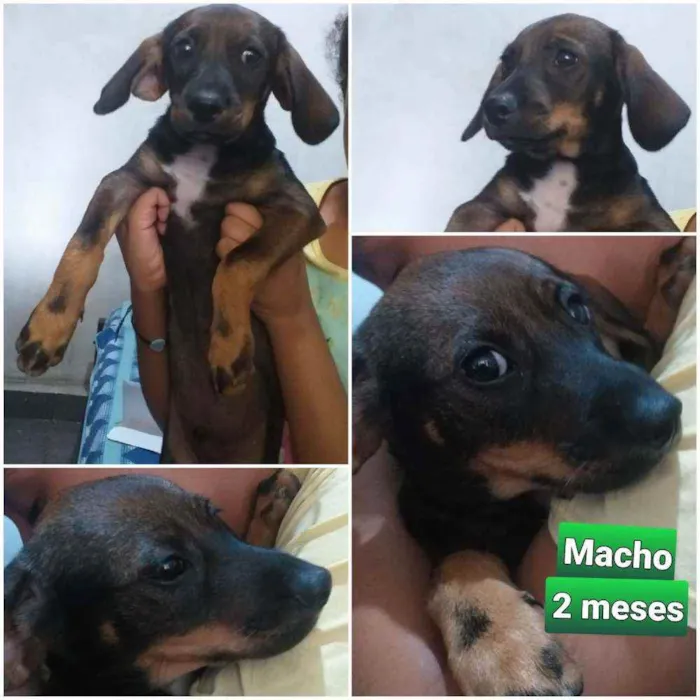 Cachorro ra a indefinida idade 2 a 6 meses nome CURINGA