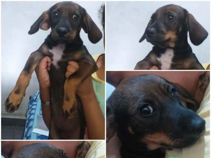 Cachorro ra a indefinida idade 2 a 6 meses nome CURINGA