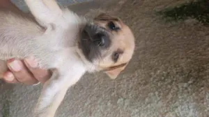 Cachorro raça Mestiço idade Abaixo de 2 meses nome Sem nome