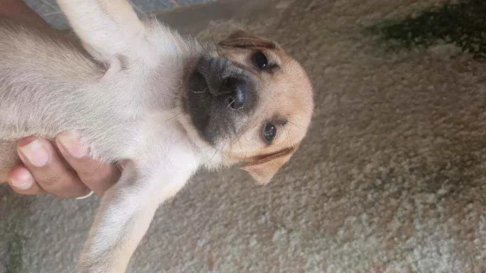 Cachorro ra a Mestiço idade Abaixo de 2 meses nome Sem nome