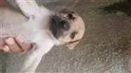 Cachorro raça Mestiço idade Abaixo de 2 meses nome Sem nome