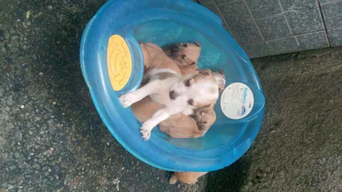 Cachorro ra a Mestiço idade Abaixo de 2 meses nome Sem nome