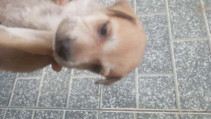 Cachorro ra a Mestiço idade Abaixo de 2 meses nome Sem nome