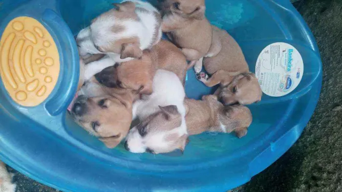 Cachorro ra a Mestiço idade Abaixo de 2 meses nome Sem nome