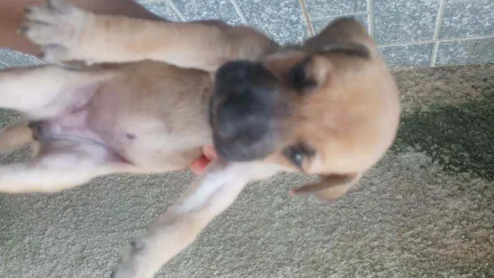 Cachorro ra a Mestiço idade Abaixo de 2 meses nome Sem nome