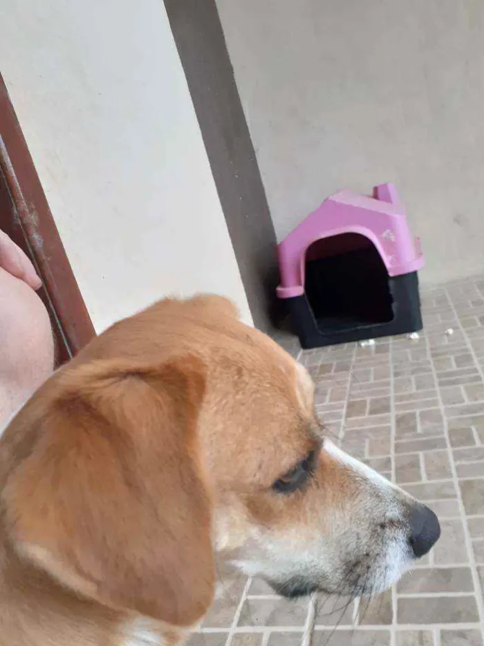 Cachorro ra a Srd idade 1 ano nome Meg