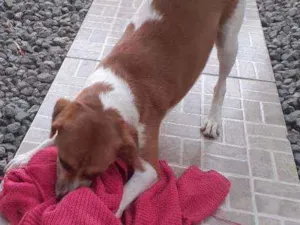 Cachorro raça Srd idade 1 ano nome Meg