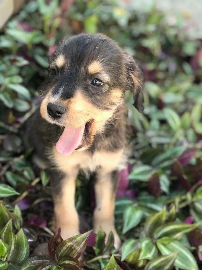 Cachorro raça Viralata idade Abaixo de 2 meses nome SEM NOME 10