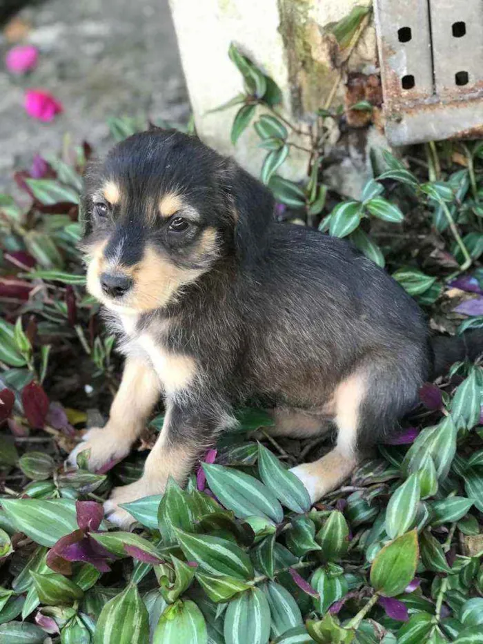 Cachorro raça Viralata idade Abaixo de 2 meses nome SEM NOME 10