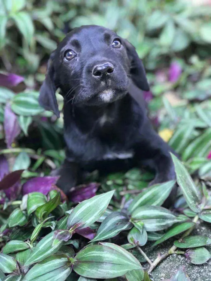 Cachorro raça Viralata idade Abaixo de 2 meses nome SEM NOME 11