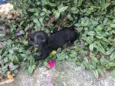 Cachorro raça Viralata idade Abaixo de 2 meses nome SEM NOME 11
