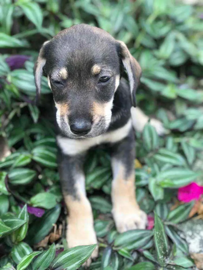 Cachorro raça Viralata idade Abaixo de 2 meses nome SEM NOME 12