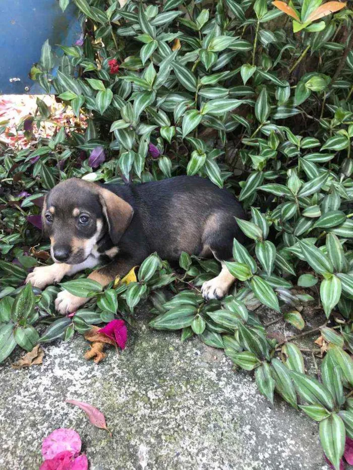 Cachorro raça Viralata idade Abaixo de 2 meses nome SEM NOME 12
