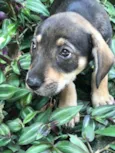 Cachorro raça Viralata idade Abaixo de 2 meses nome SEM NOME 12