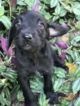 Cachorro raça Viralata idade Abaixo de 2 meses nome SEM NOME 13