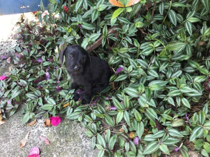 Cachorro raça Viralata idade Abaixo de 2 meses nome SEM NOME 13