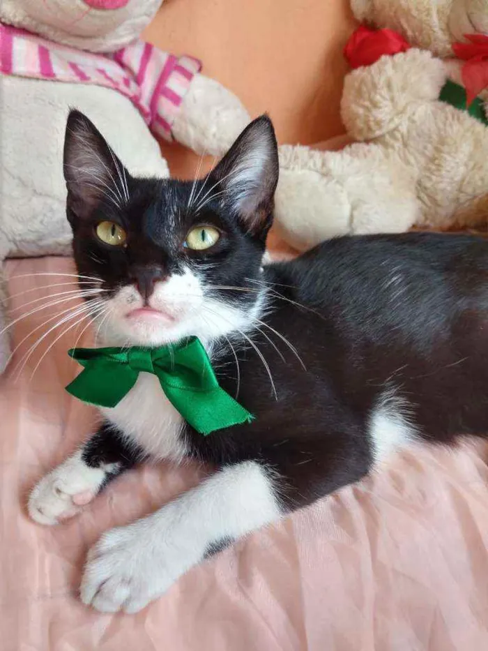 Gato ra a SEM RAÇA DEFINIDA.  idade 2 a 6 meses nome Machinho.