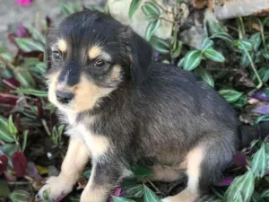 Cachorro raça Viralata idade Abaixo de 2 meses nome SEM NOME 10