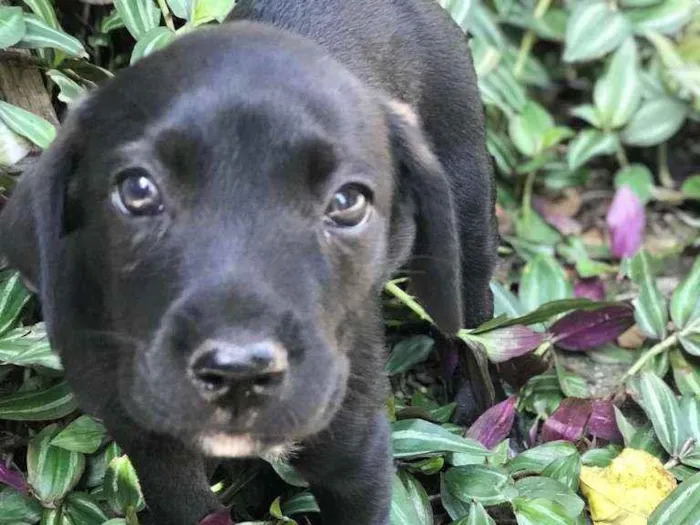 Cachorro raça Viralata idade Abaixo de 2 meses nome SEM NOME 11