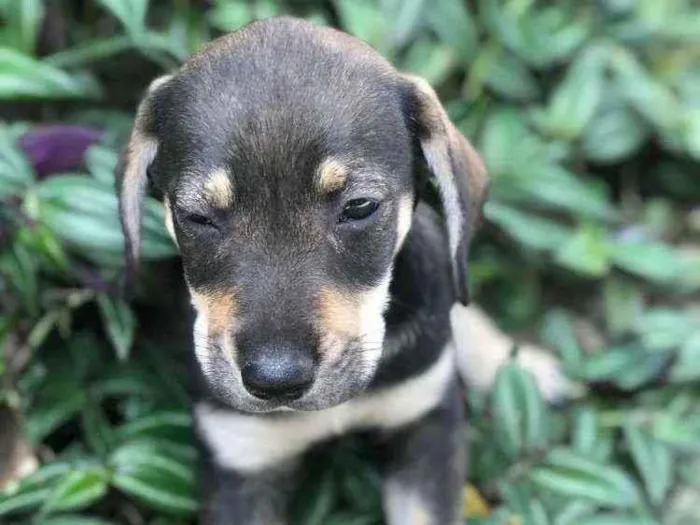 Cachorro raça Viralata idade Abaixo de 2 meses nome SEM NOME 12