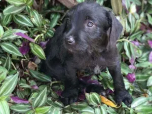 Cachorro raça Viralata idade Abaixo de 2 meses nome SEM NOME 13