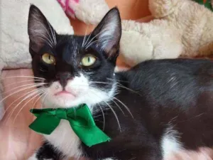 Gato raça SEM RAÇA DEFINIDA.  idade 2 a 6 meses nome Machinho.
