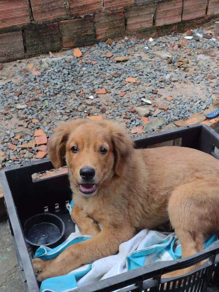 Cachorro ra a Não sei idade 2 a 6 meses nome Naylon