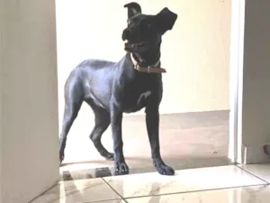 Cachorro raça Mestiça (vira-lata/Rottweiler) idade 7 a 11 meses nome Luna 
