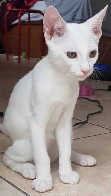 Gato ra a SRD idade 2 a 6 meses nome Dramalhão