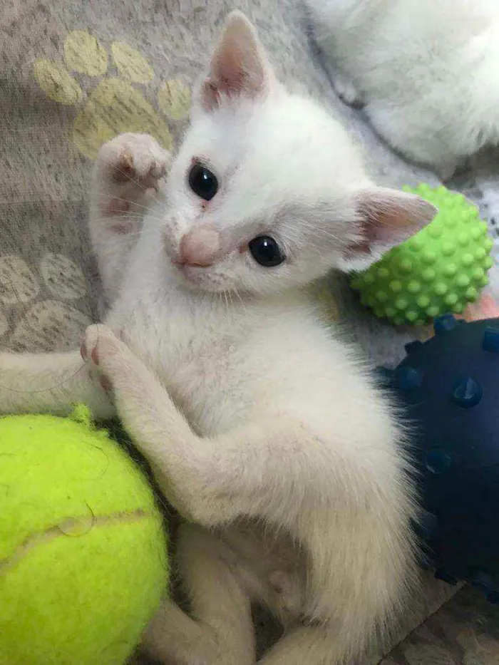 Gato ra a SRD idade 2 a 6 meses nome Dramalhão