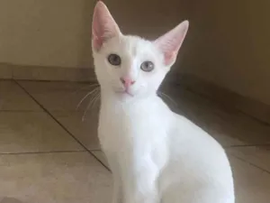 Gato raça SRD idade 2 a 6 meses nome Dramalhão