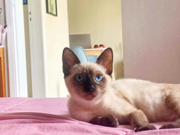 Gato ra a Srd idade 2 a 6 meses nome Ross