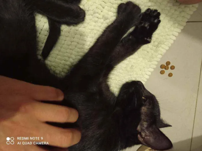 Gato ra a Srd idade 2 a 6 meses nome Groselha
