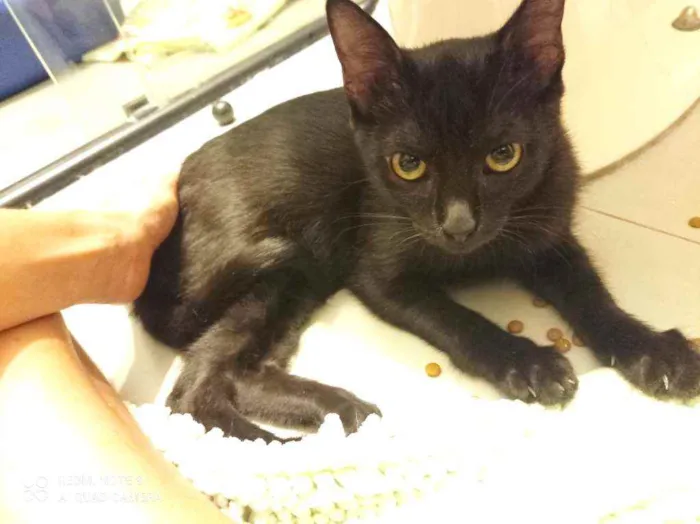 Gato ra a Srd idade 2 a 6 meses nome Groselha