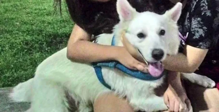 Cachorro ra a Pastor Canadanse idade 6 ou mais anos nome Link