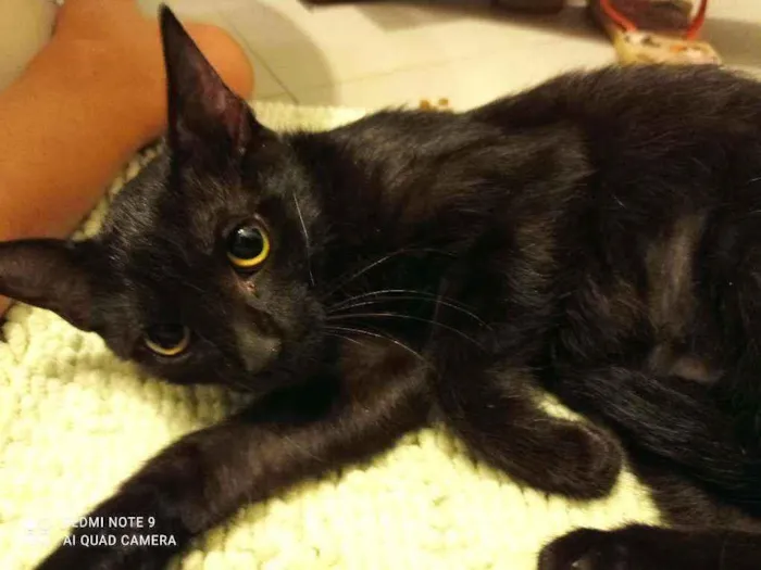 Gato ra a Srd idade 2 a 6 meses nome Groselha
