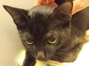 Gato raça Srd idade 2 a 6 meses nome Groselha