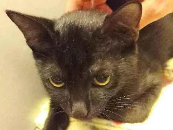 Gato ra a Srd idade 2 a 6 meses nome Groselha