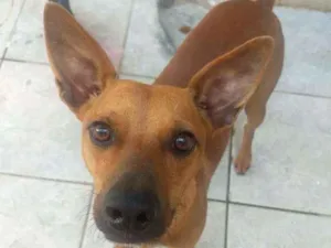 Cachorro raça Srd idade 1 ano nome Lobinho